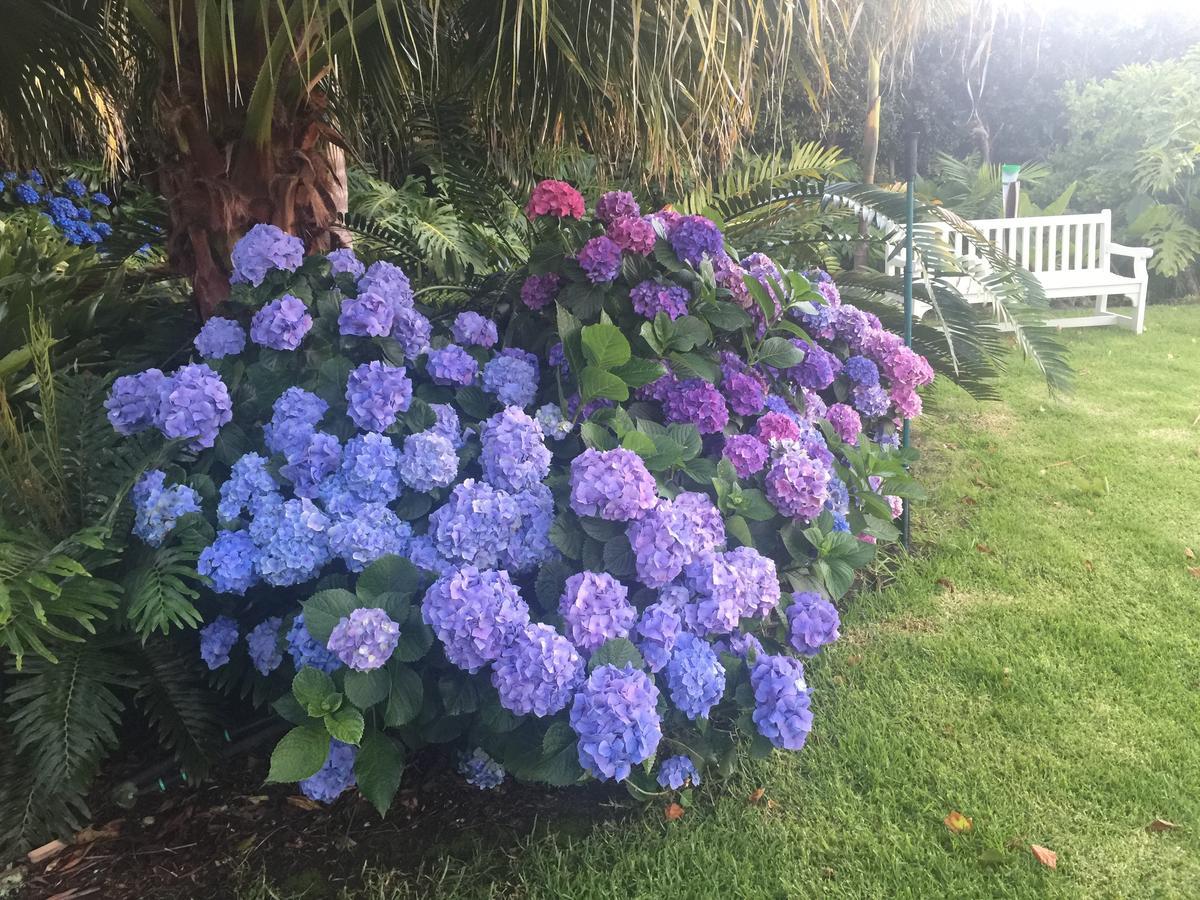 Constantia Valley Lodge Cape Town Eksteriør bilde